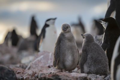 Close-up of penguin on rock