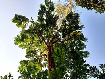 Low angle view of tree against sky