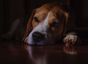 Close-up portrait of a dog