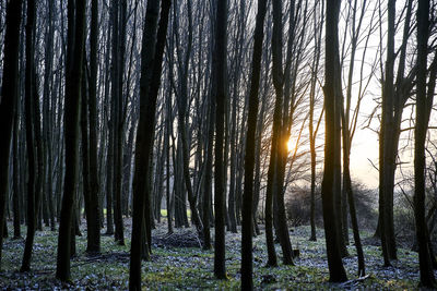 Trees in forest against sky at sunset