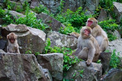 Monkey sitting on rock