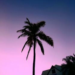 Low angle view of silhouette coconut palm tree against sky at dusk