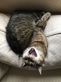 Close-up of a cat yawning