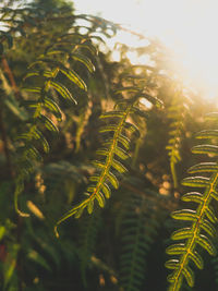 Close-up of fern leaves