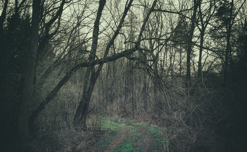 Bare trees in forest against sky