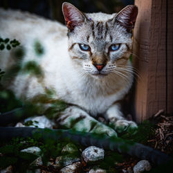 Close-up of cat