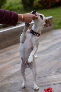 Full length of hand holding dog