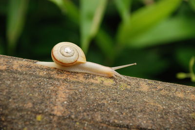 Close-up of snail on rock