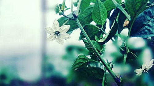 Close-up of flowers