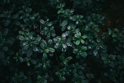 Full frame shot of wet plants in garden during rainy season