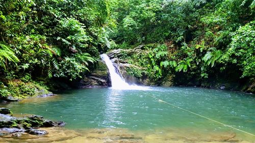 Scenic view of waterfall in forest