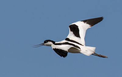 Low angle view of bird flying against clear blue sky