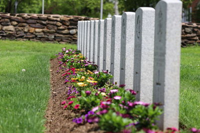 Plants growing by headstones at  a  military cemetery