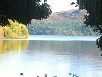 Reflection of trees in calm lake