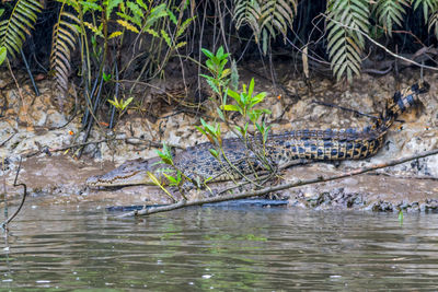 Crocodile in the wild