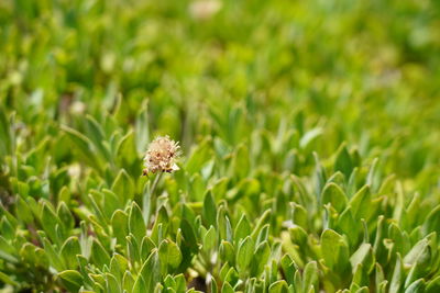 Close-up of flowering plant on field