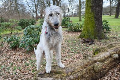 Dog on tree trunk in forest