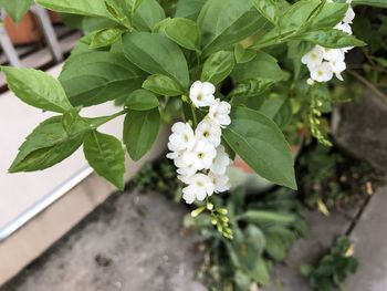 Close-up of white flowering plant