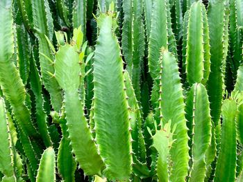 Full frame shot of succulent plants