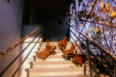 Low angle view of birds on steps
