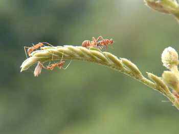 Close-up of flowering plant