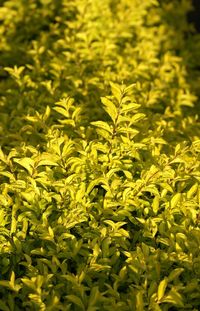 Yellow flowers blooming in field