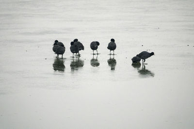 Birds on ice lake