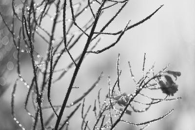 Close-up of frozen plant