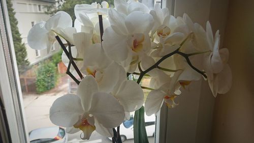 Close-up of white orchid on window at home