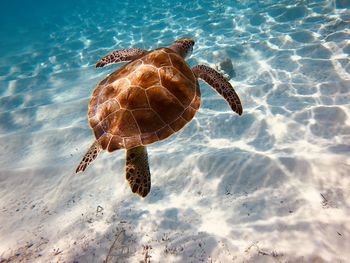 Close-up of turtle swimming in sea