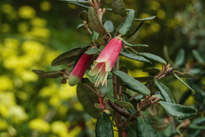 Close-up of red flower growing on tree