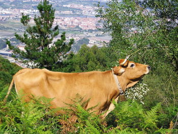 Side view of cow on field