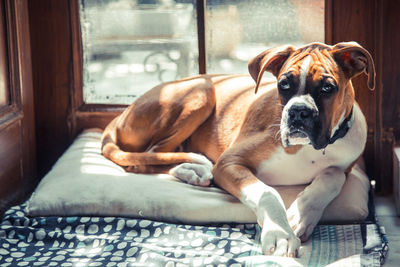 Portrait of dog resting on pillow at home