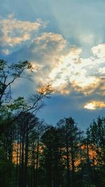 Low angle view of silhouette trees against sky during sunset