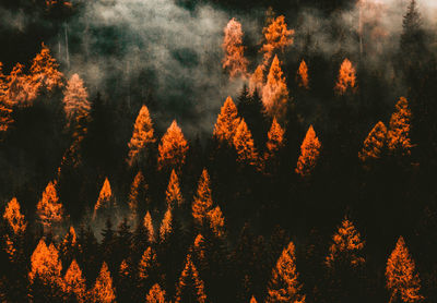 Low angle view of trees against sky during sunset