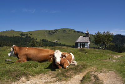Cows on landscape against sky