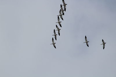 Low angle view of birds flying in sky