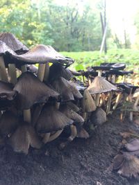 Close-up of mushroom growing on field