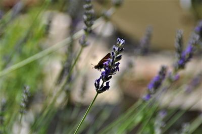 Close-up of insect on purple flowering plant