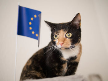 Close-up portrait of cat