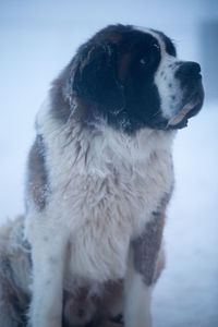 Close-up of dog
