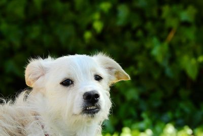 Close-up portrait of a dog 