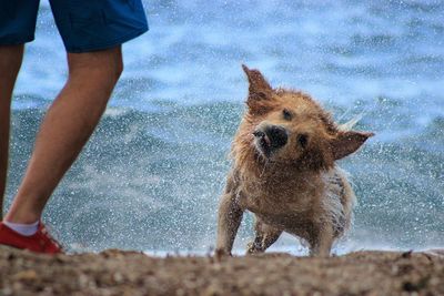 Low section of man with dog standing in water