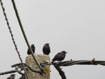 Low angle view of birds perching on metal against sky