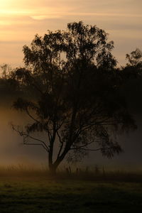 Silhouette tree on field against sky during sunset