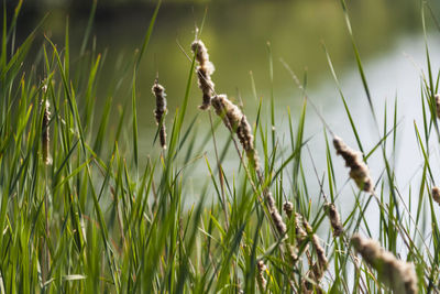 Close-up of wheat growing on field