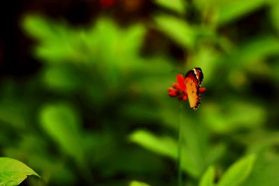 Close-up of red flower on plant