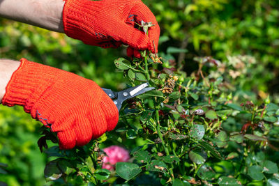Gardener in red gloves makes pruning with pruning shears faded roses flowers