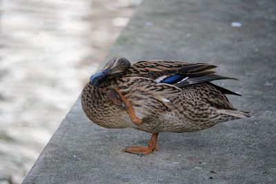 Duck on retaining wall by canal