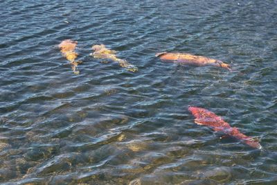 High angle view of koi carps swimming in water